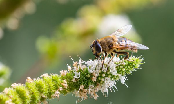 Macro,Of,A,Honey,Bee,(apis,Mellifera),On,A,Mint