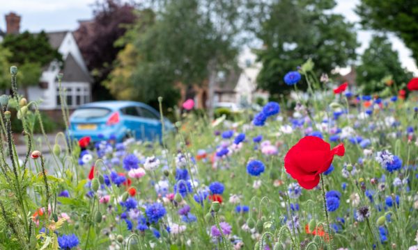 Colourful,Wild,Flowers,,Including,Poppies,And,Cornflowers,,On,A,Roadside